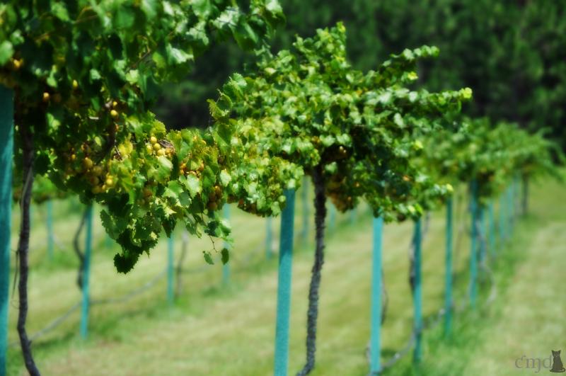 Grape row