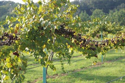 vines08